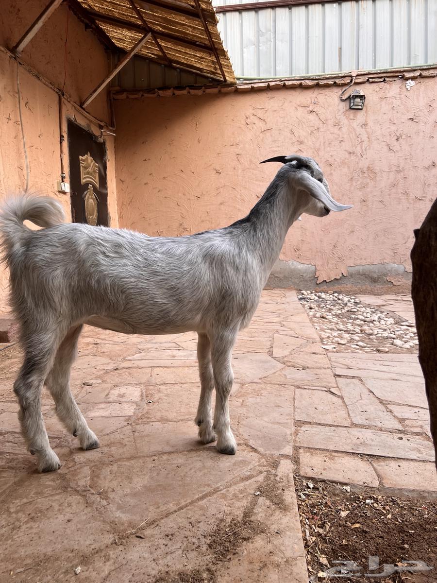 جفرة فل شحم بعمر 6 شهور64394414144129110