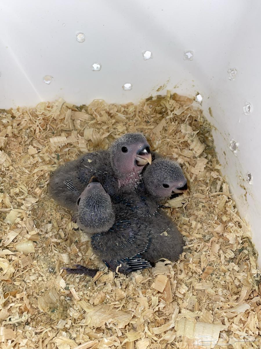 فروخ روز فايلوت64398506835075112