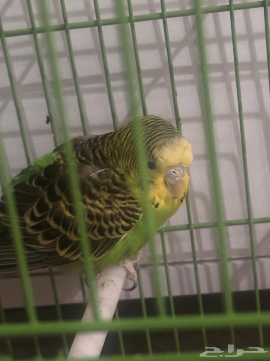 طير للبيع64400730609539110
