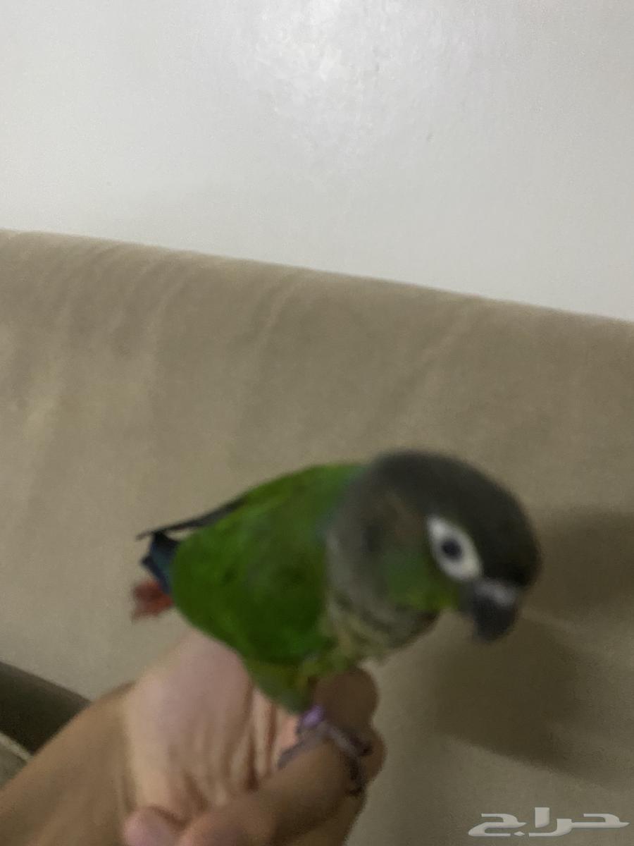 كنيور قرين شيك64394468779267111