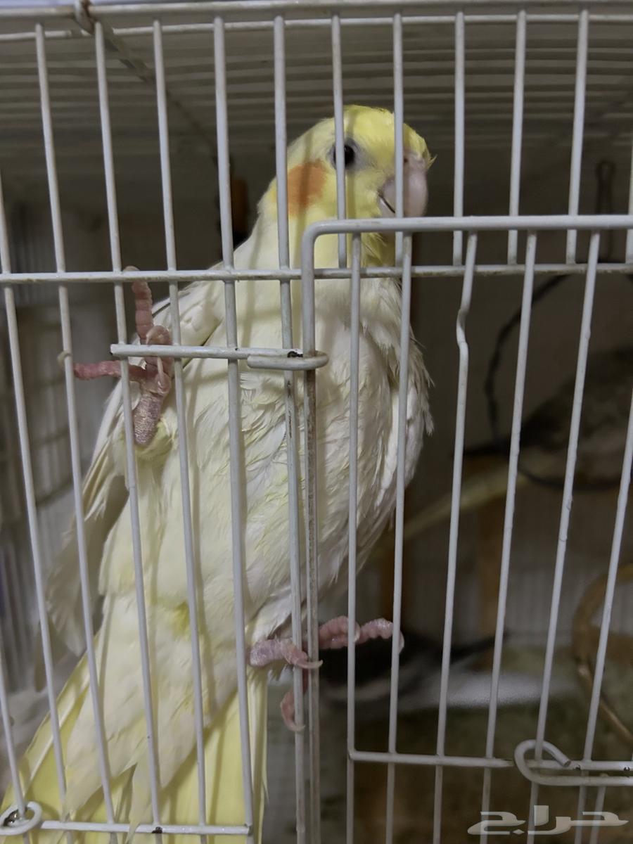 انثى كروان لاتينو منتجه64392676486530110