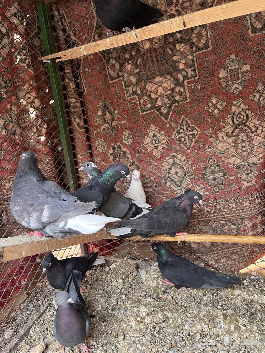 حمام قطايف64401008213379110