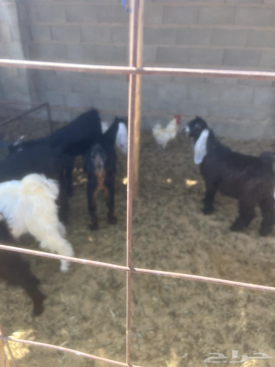 Tios64400342183171114