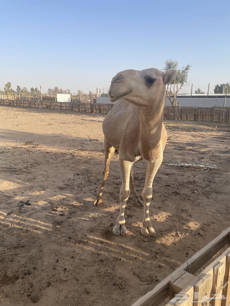 للبيع قعود - حد ب 7500ريال64400841557505113