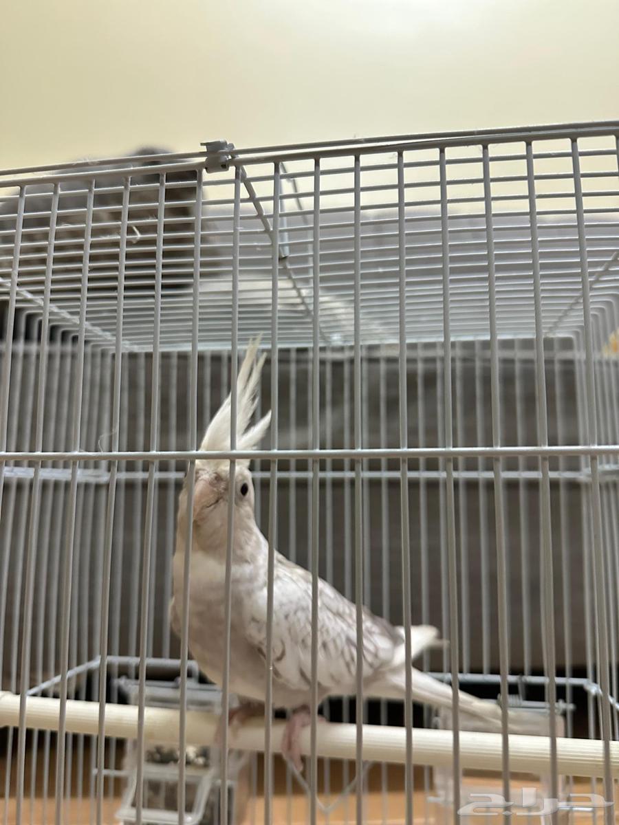 كوكتيل(كروان)64400744188545112