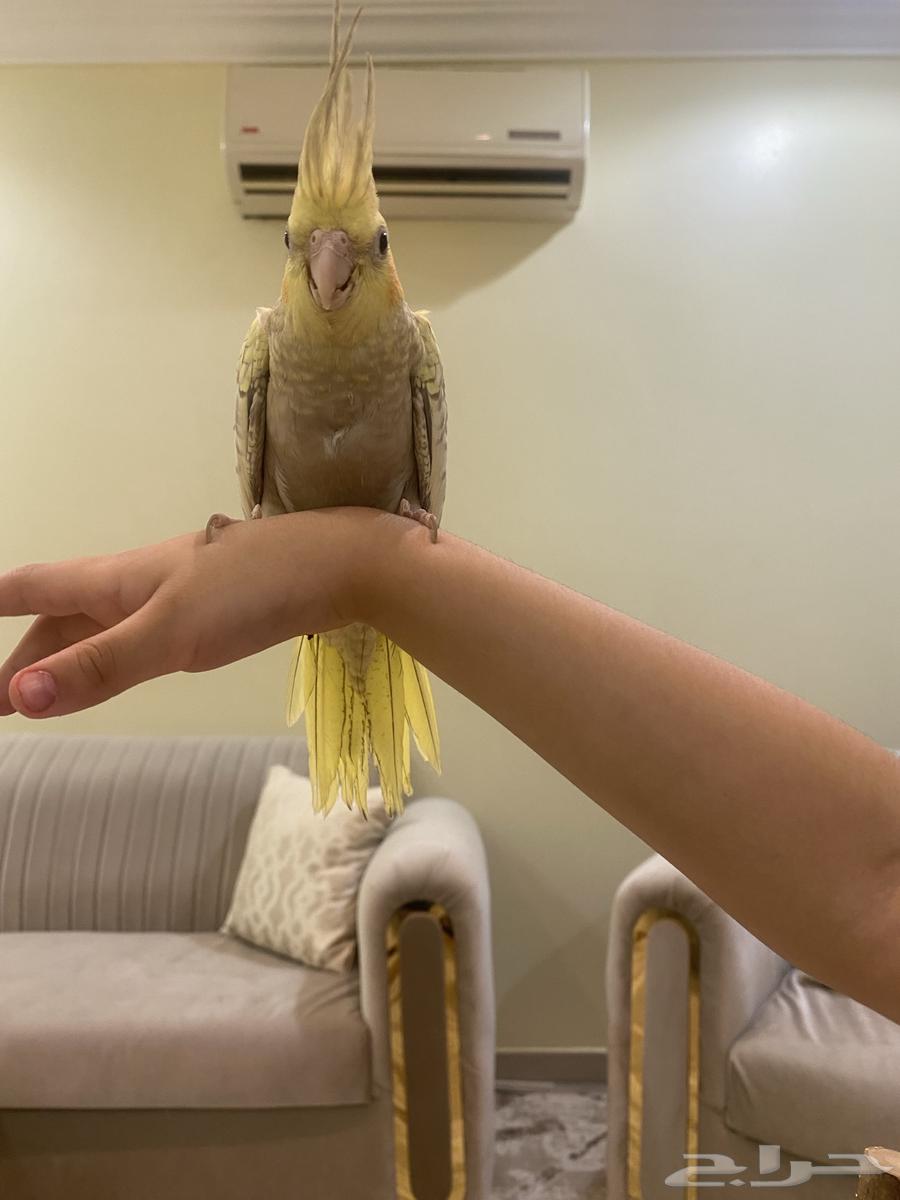 كروان اليف جدا64401244405890113