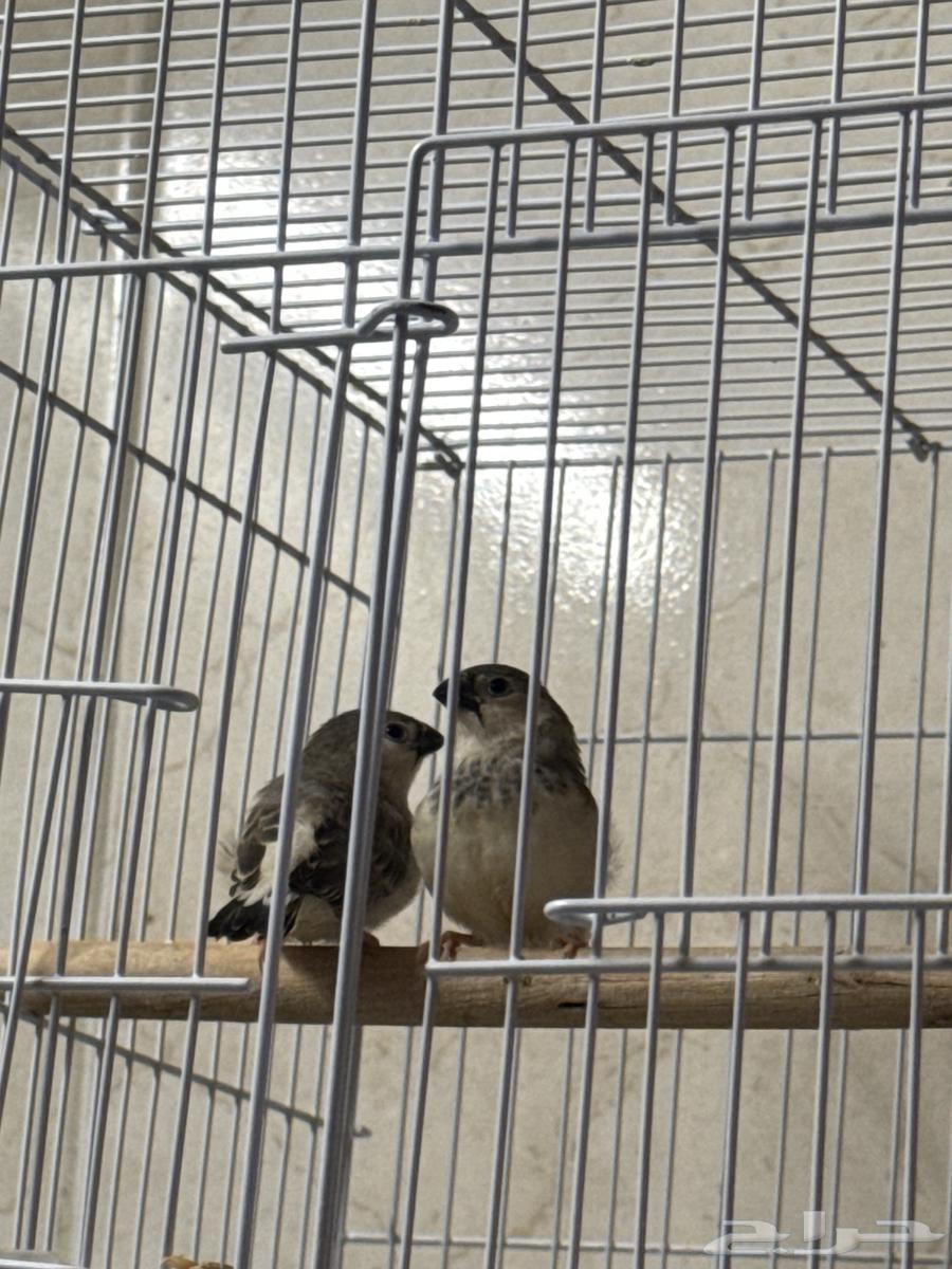 Zebra pair with chicks and eggs underneath64396006557571111