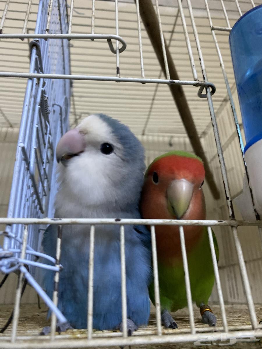 I present to you a rose pair, a talking and dancing condition product64401285923201114