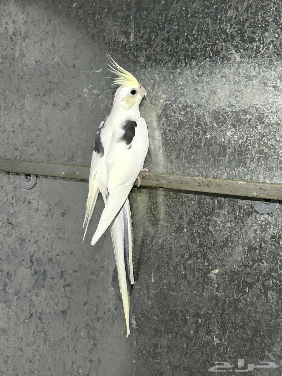 انثى كوكتيل هافي بايد كريمي فيس محلله64400425570691110