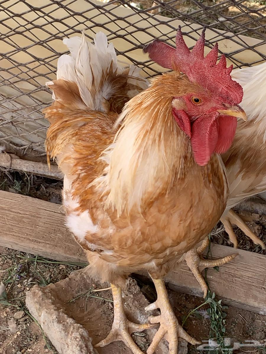 ديوك لوهمان احجام64394400452227112