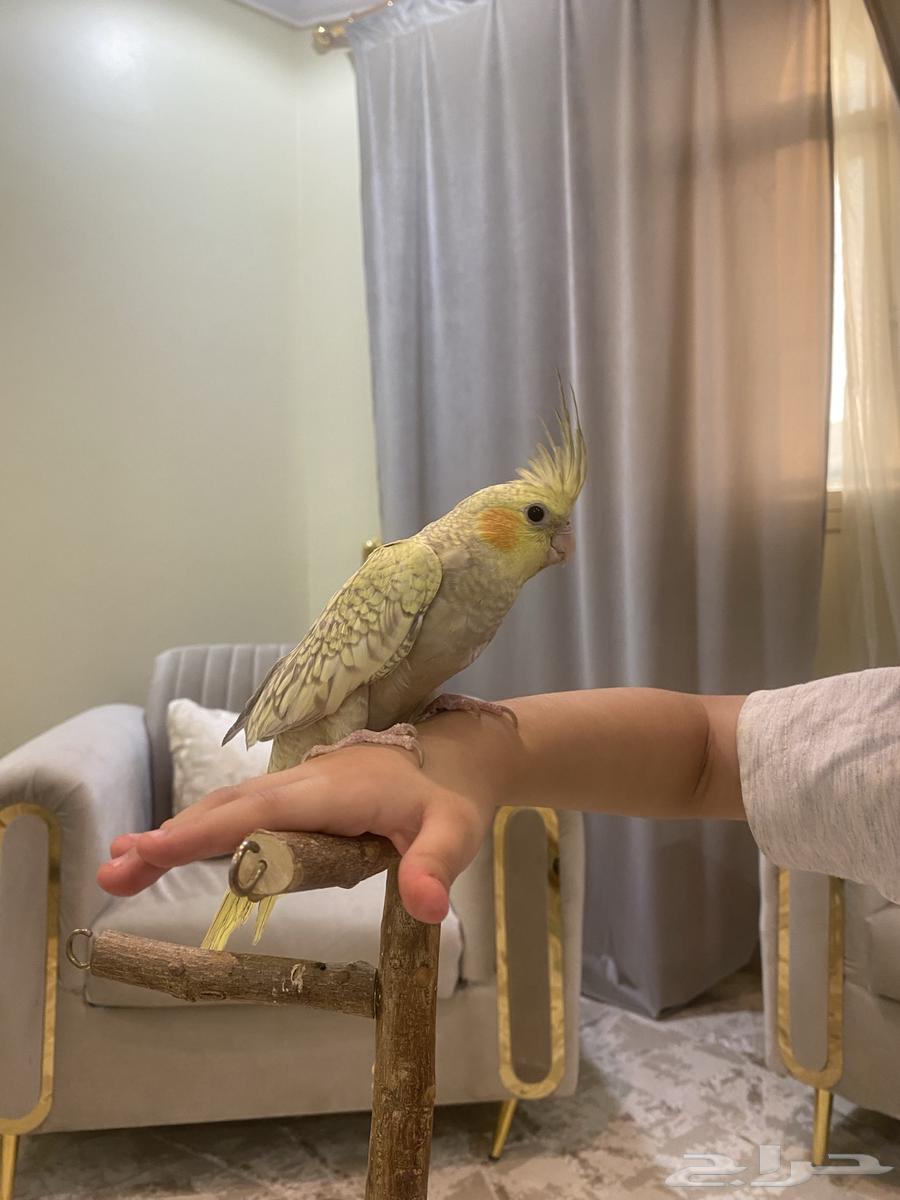 كروان اليف جدا64401244405890114