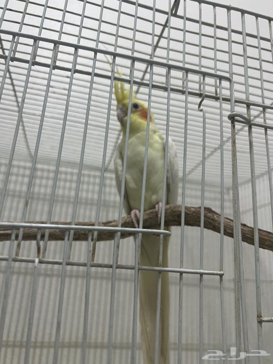 زوج كوكتيل لاتينو منتج. شرط64393514069889114