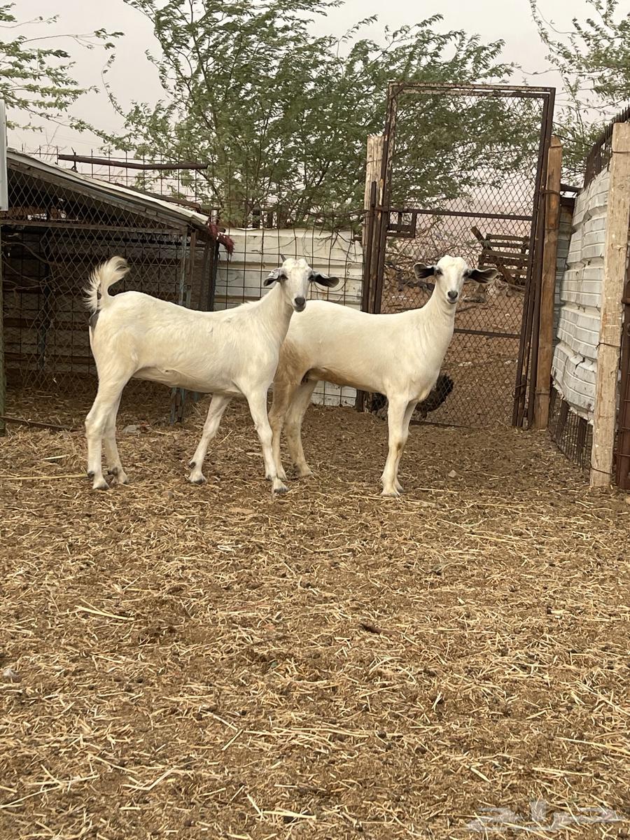 جفرتين بيشية للبيع64396407709571110