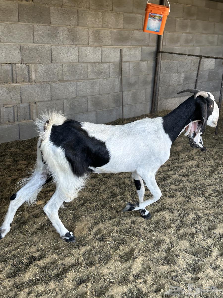 جفره ثنيه64401091640578110