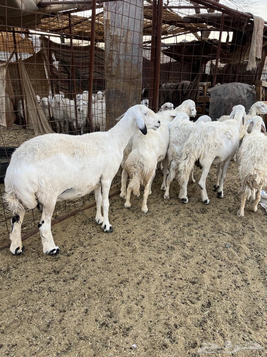 للبيع ضان امراح واحد64392758988802110