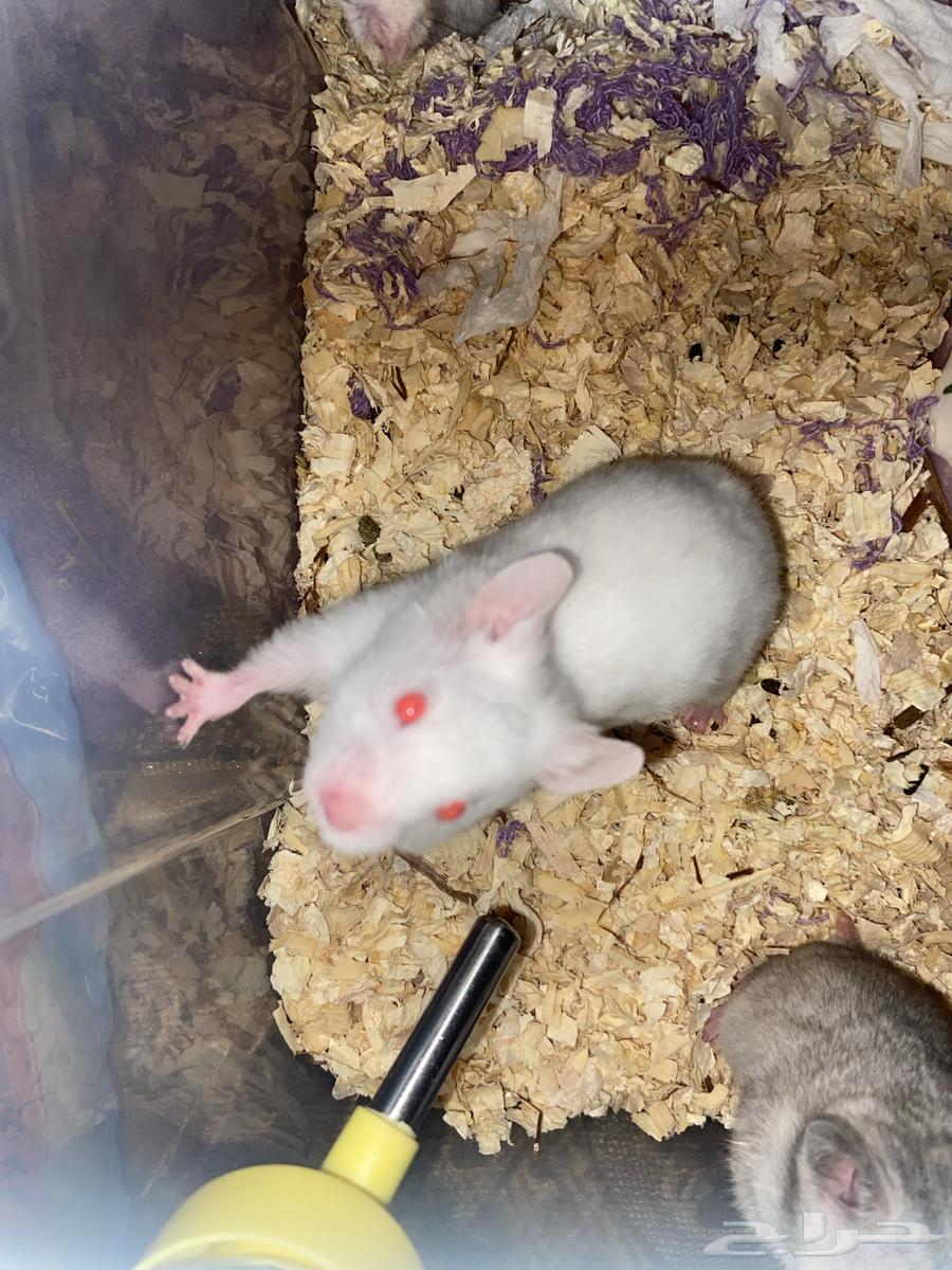 Al-Mujarda, Asir64397311611905110