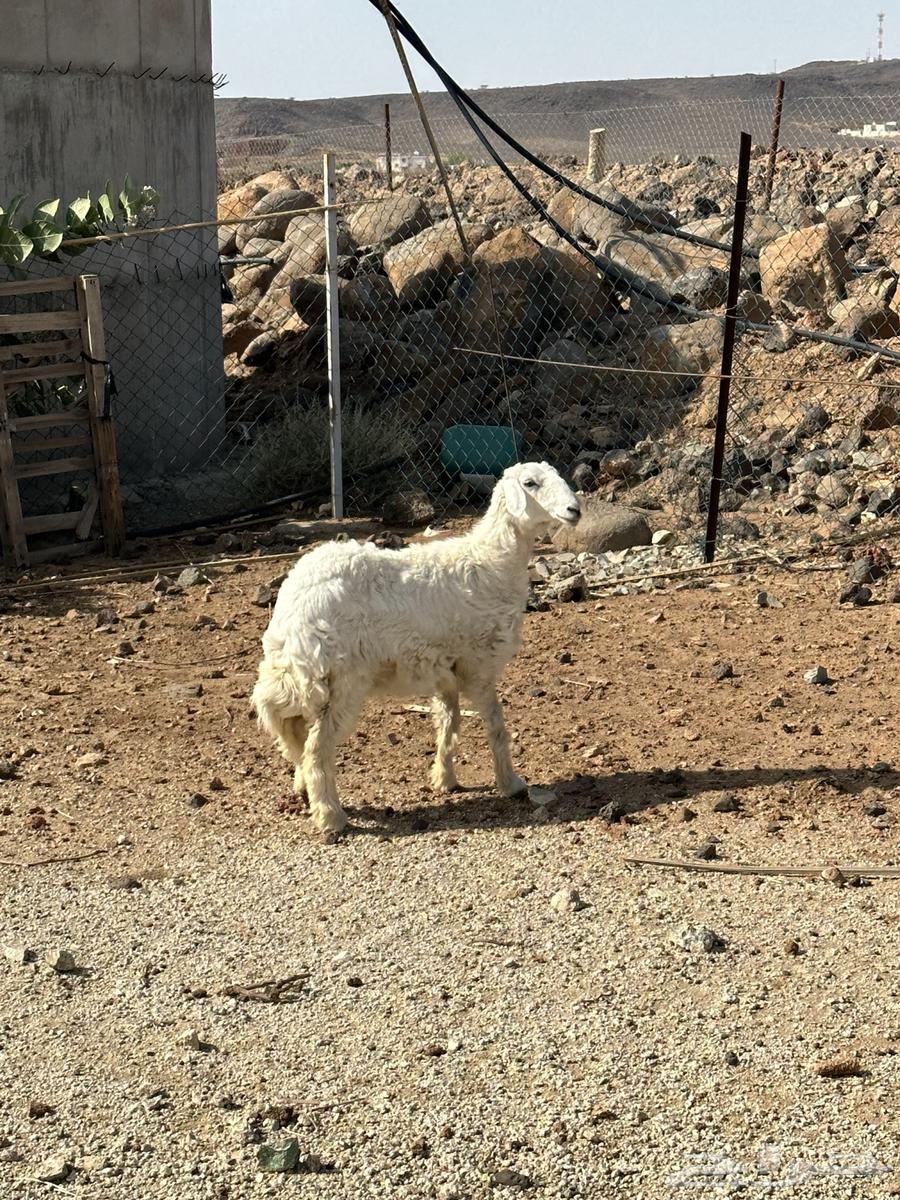 رخل عمرها 5 شهور64399800904833110