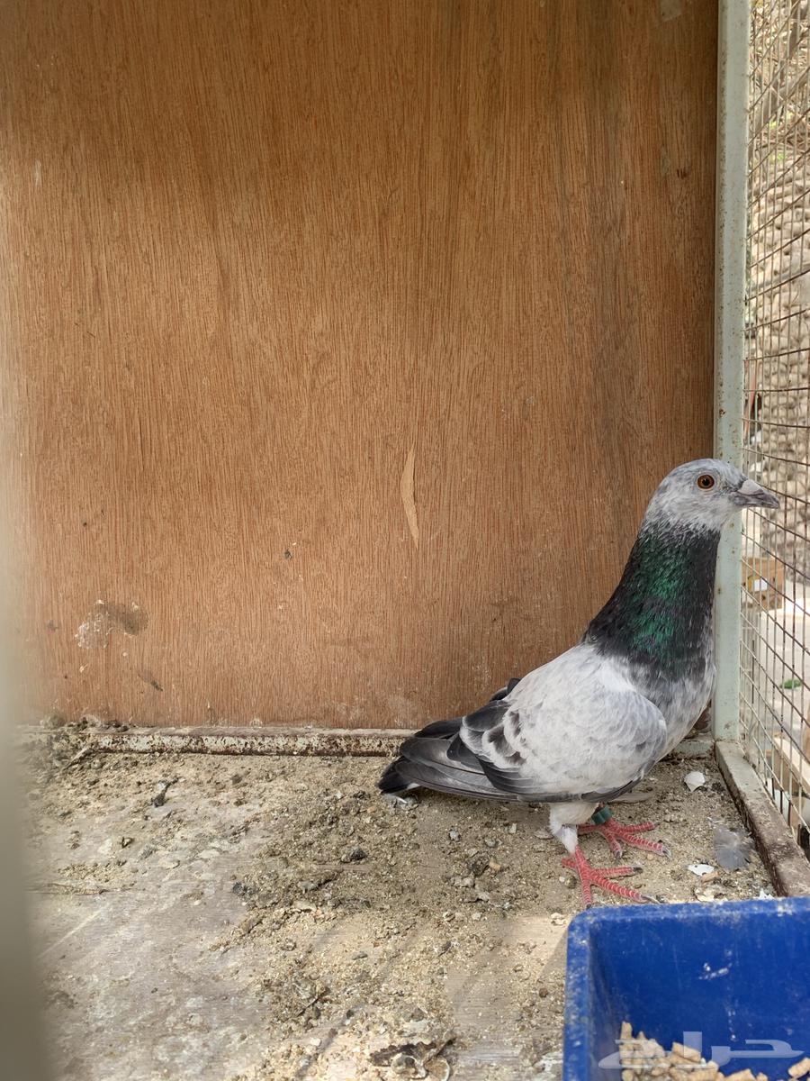 للبيع حمام زاجل64396240333314113