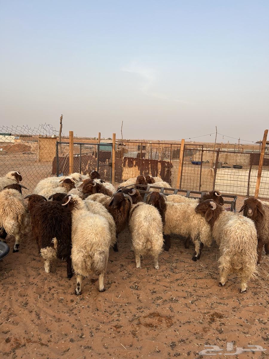 خرفان نعيم64398103460738110