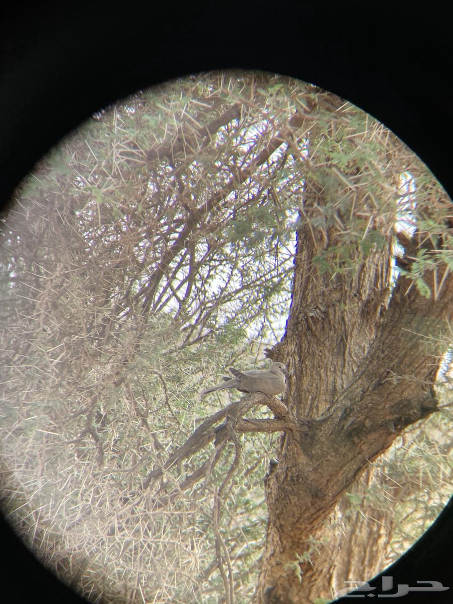 دربيل Shuntu شبيه سوارفسكي64395992751747112