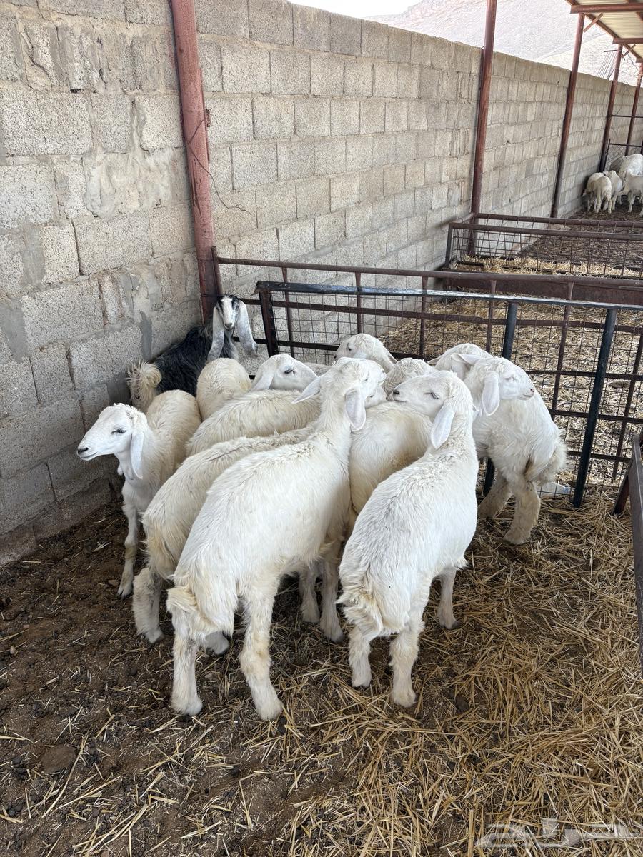 حريات للبيع64399926353153112