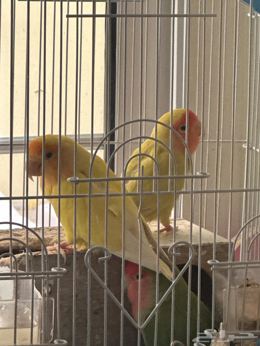 3 birds for sale, male, female, and the third one I'm not sure about the gender64398409680259111