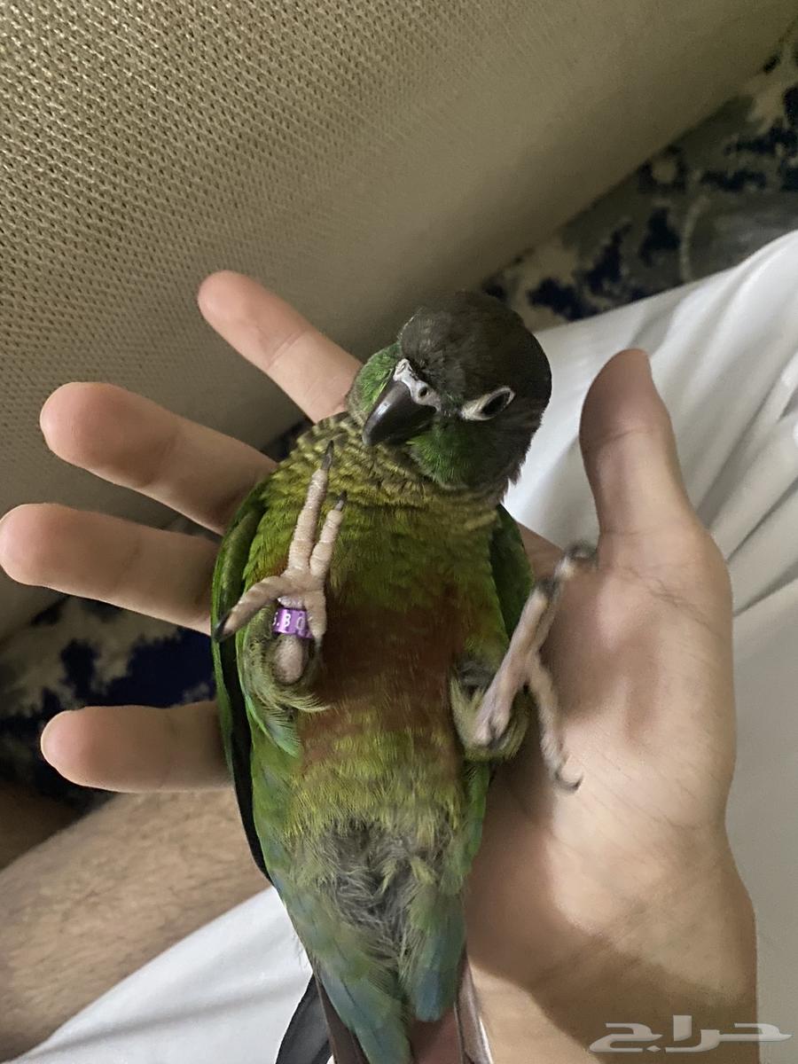 كنيور قرين شيك64394468779267110