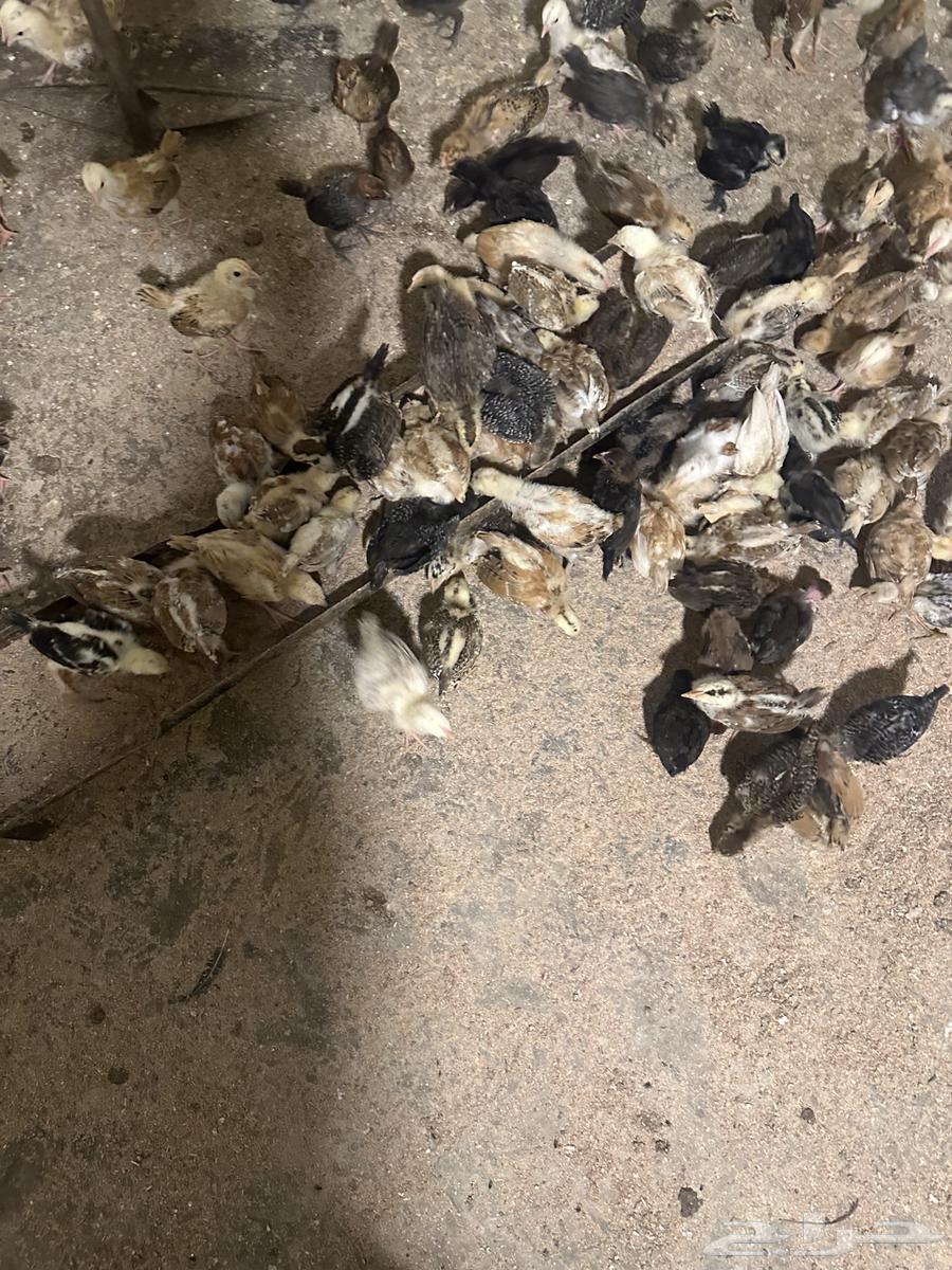 دجاج.64395573490049112