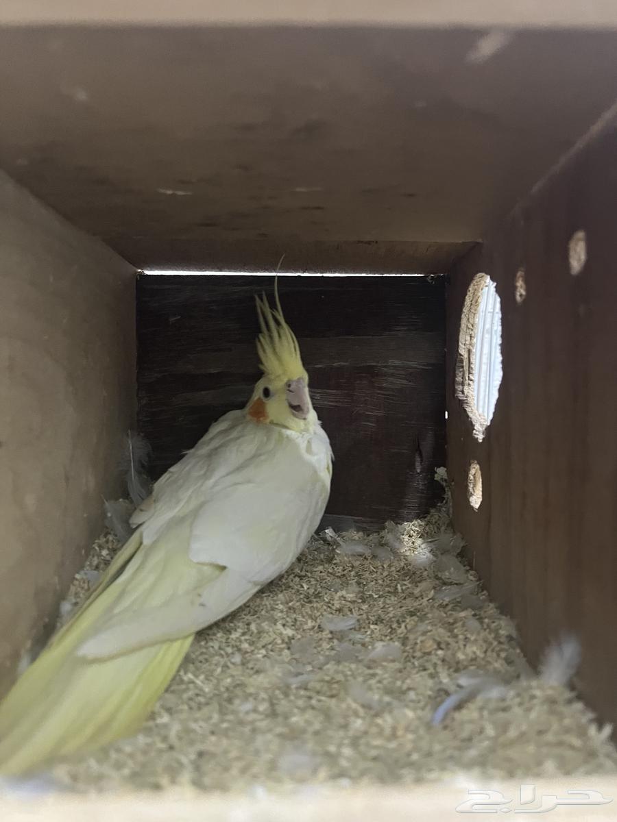 زوج كوكتيل لاتينو منتج. شرط64393514069889111