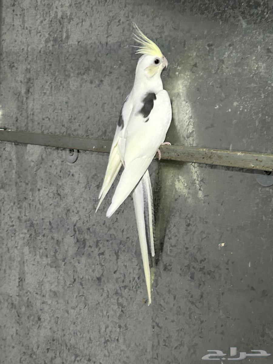 انثى كوكتيل هافي بايد كريمي فيس محلله64400425570691112