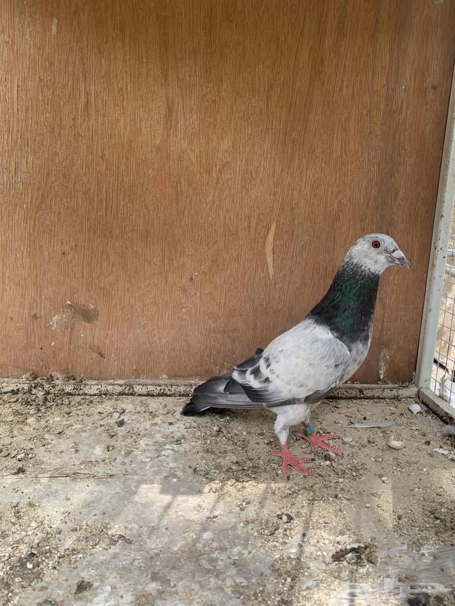 للبيع حمام زاجل64396240333314110