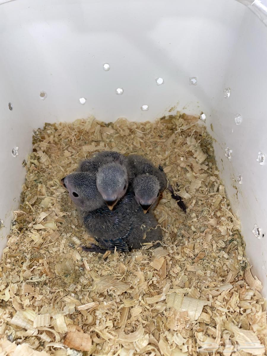 فروخ روز فايلوت64398506835075111