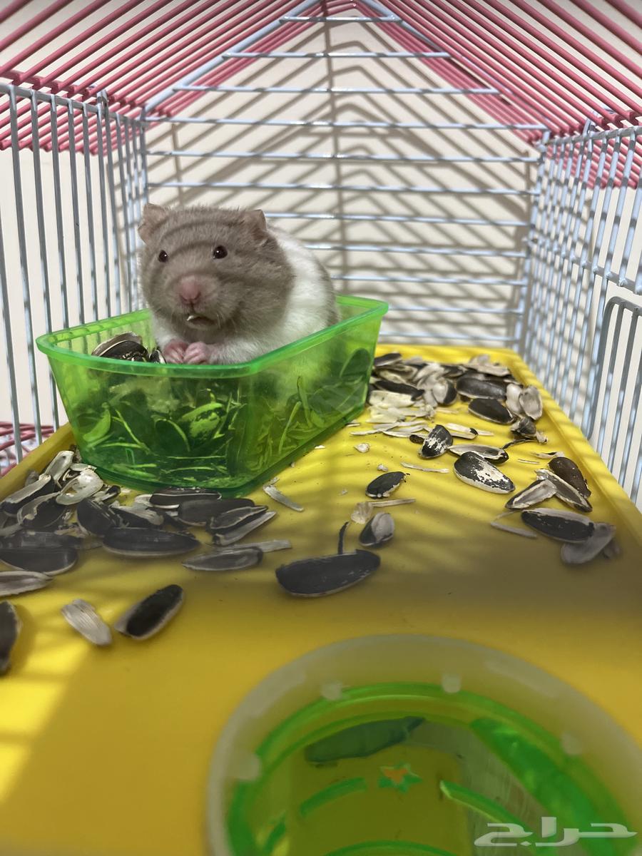 هامسترات للبيع64399147785730112