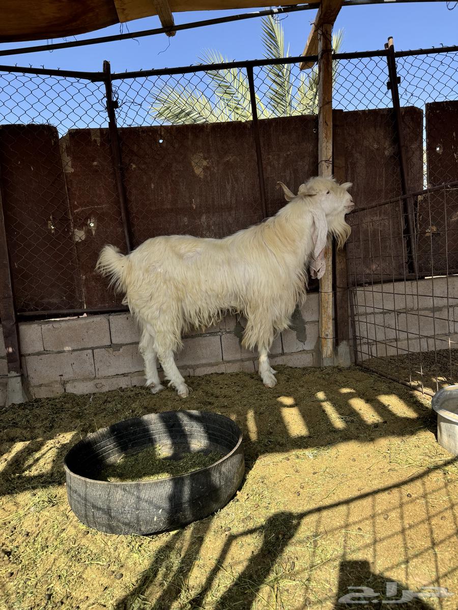 تيس مطور صنف للبيع64395826178050113