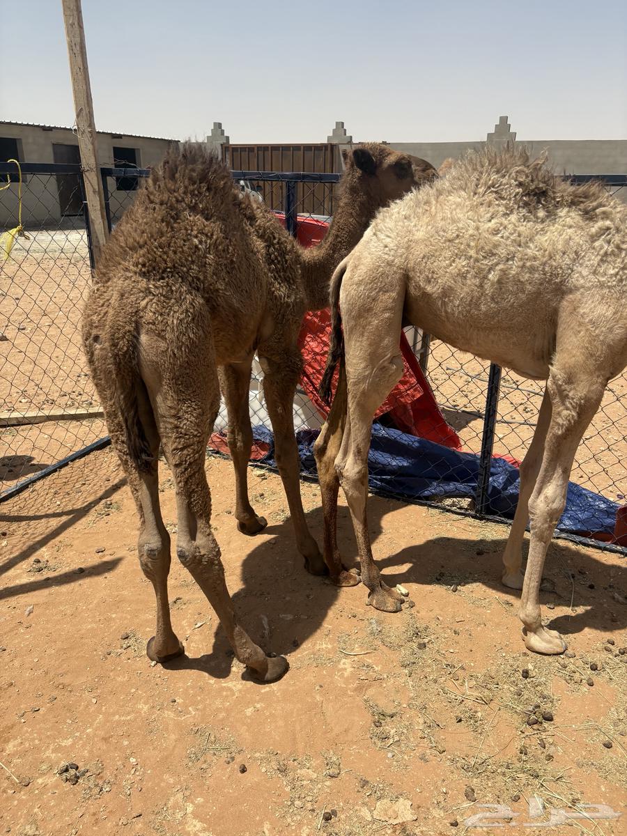 حيران تربيه64396658327938112