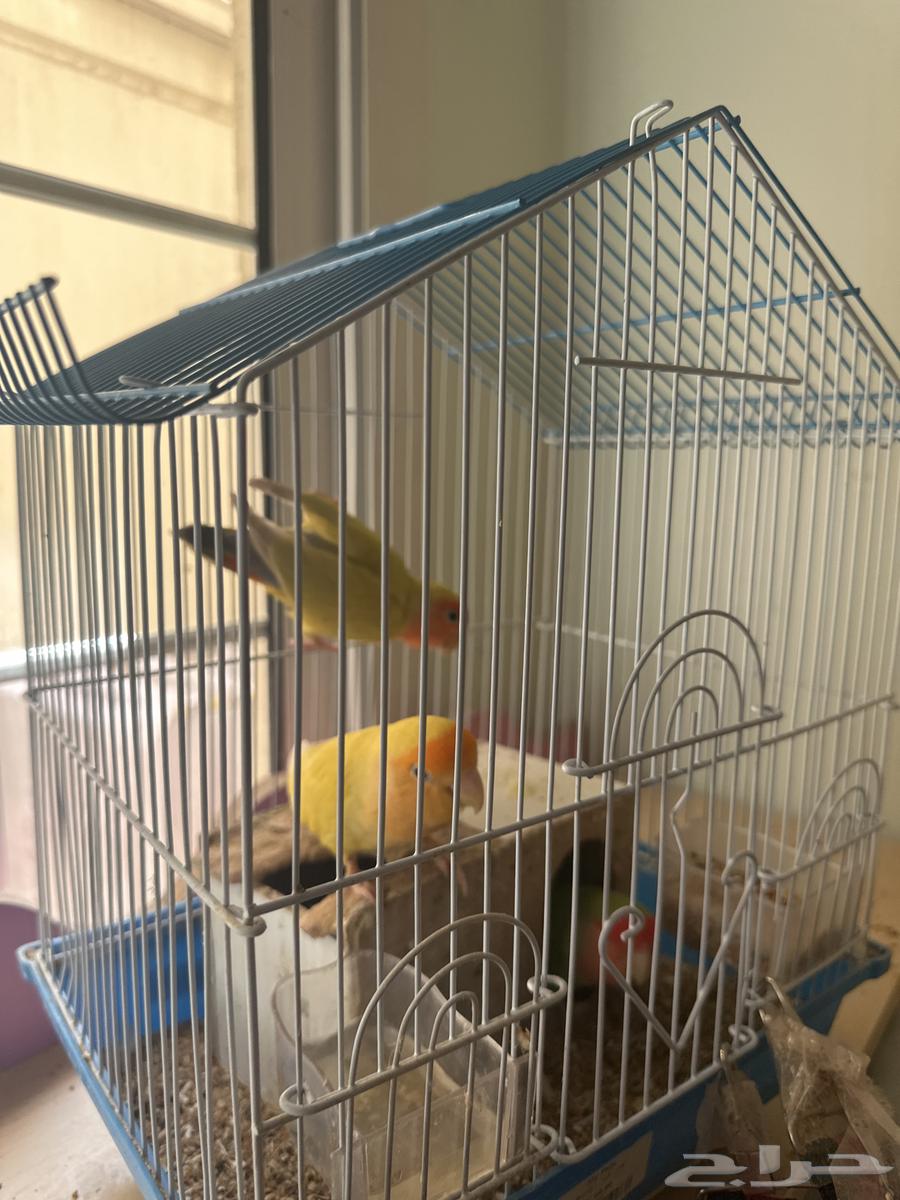 3 birds for sale, male, female, and the third one I'm not sure about the gender64398409680259112