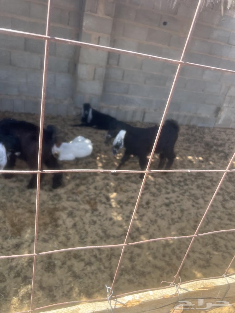 Tios64400342183171112