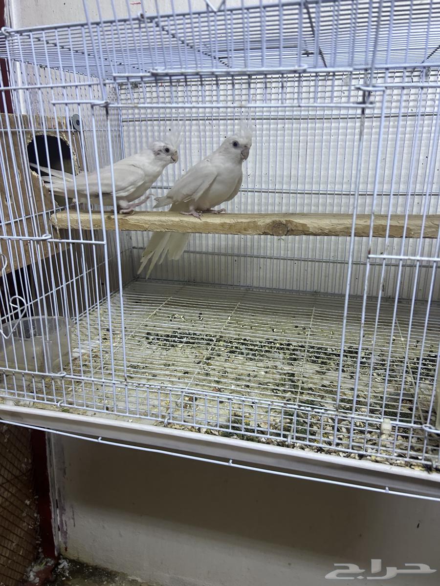 طيور كروان البينو عيون حمر زوج64393749877891111