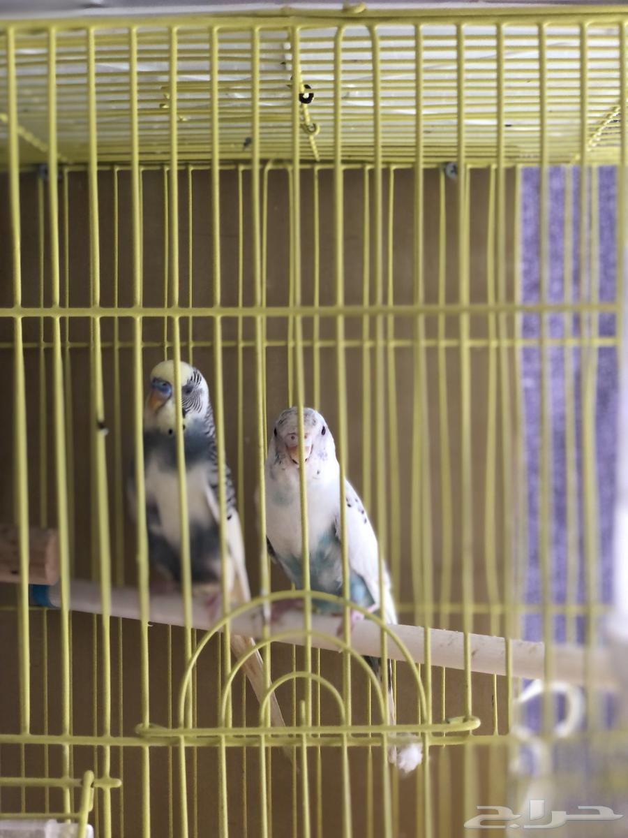 طيور بادجي ازواج64394220530305113