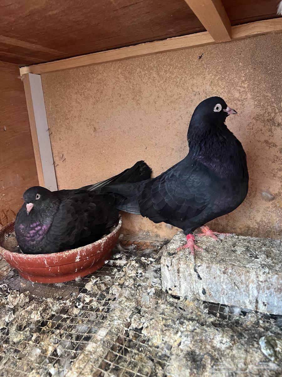 قطايف اجوز وفرايد ذكور واناثي64382776401794114