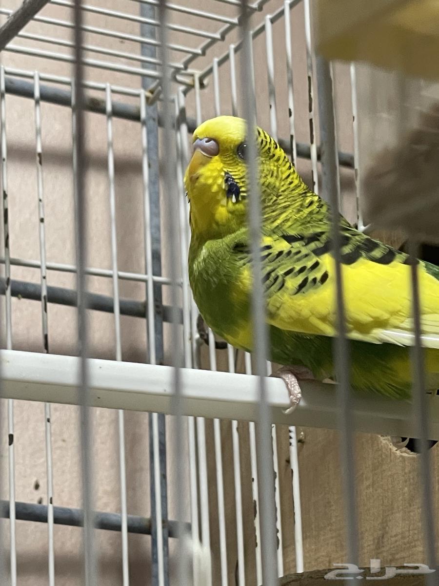 طائر البادجي64395476263683110