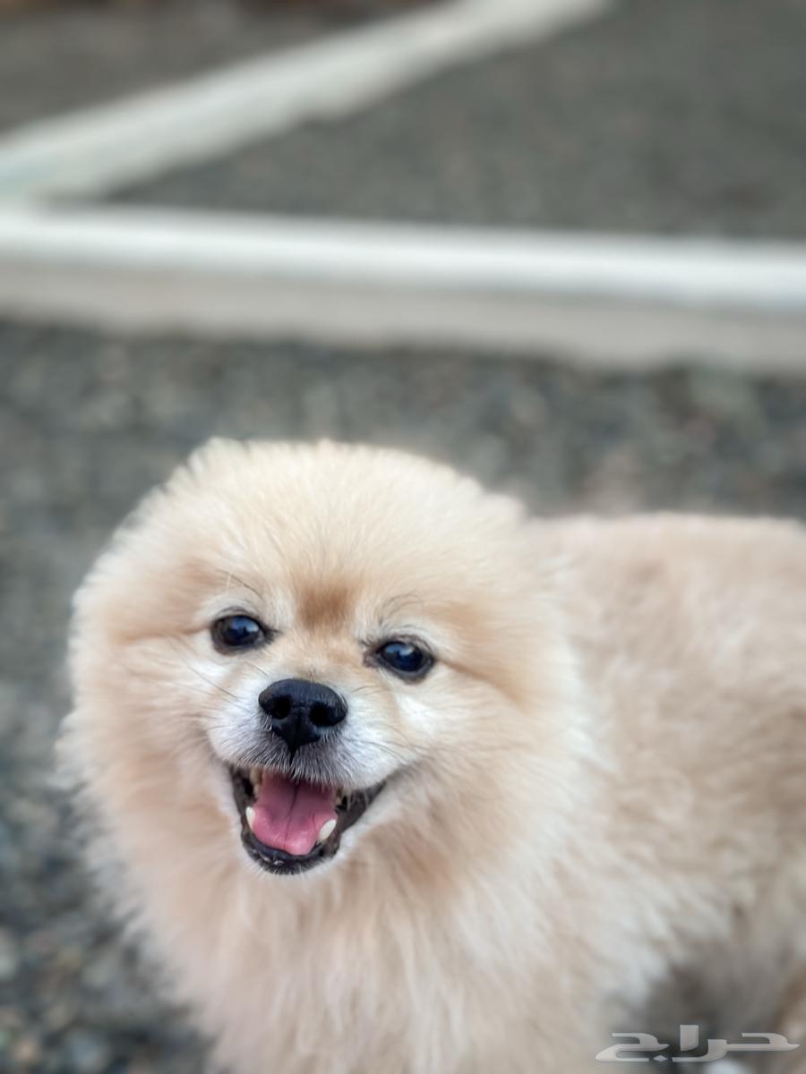 كلب بوميرينيان64401271628929112