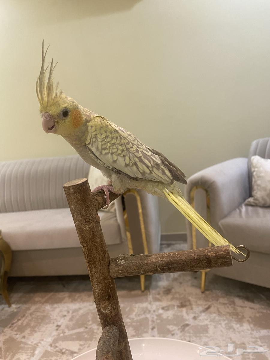 كروان اليف جدا64401244405890110