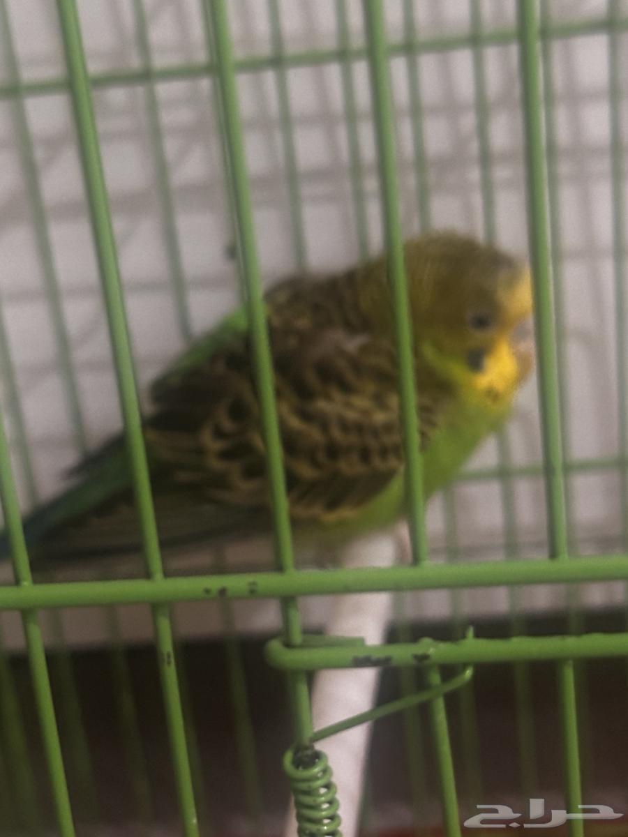 طير للبيع64400730609539112