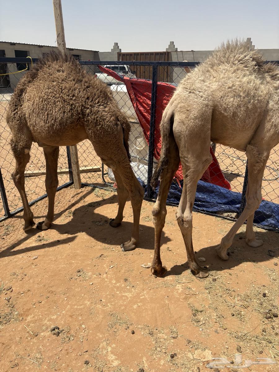 حيران تربيه64396658327938113