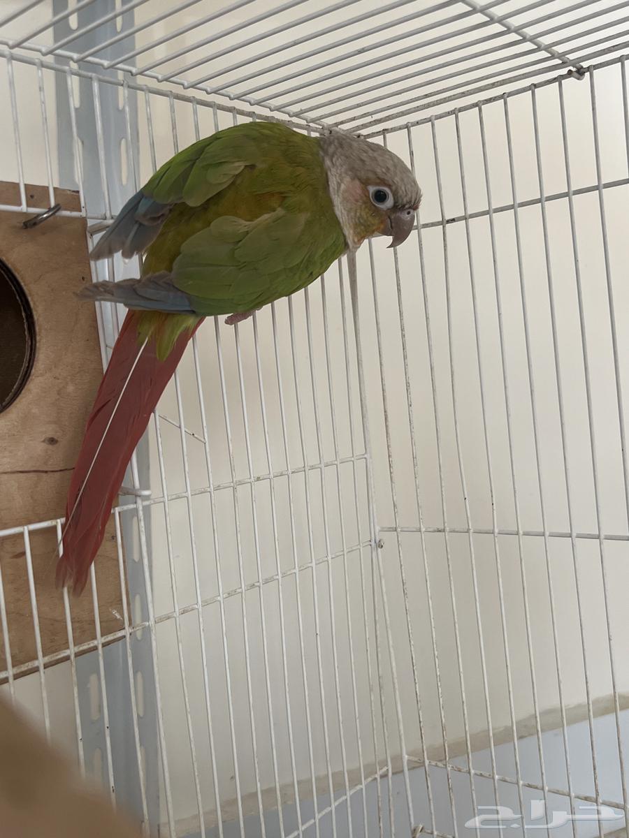 للبيع كنيور64400023385091114