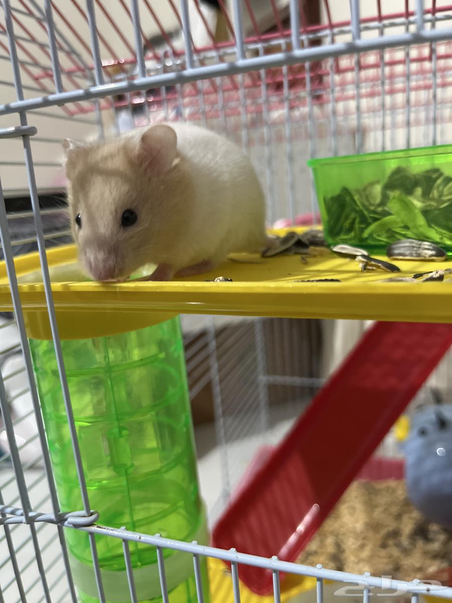 هامسترات للبيع64399147785730114