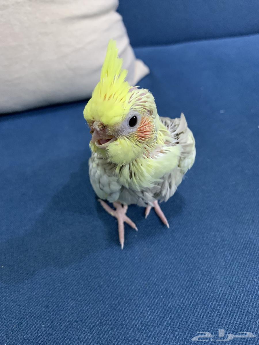 فرخ كروان للبيع64399787109763110