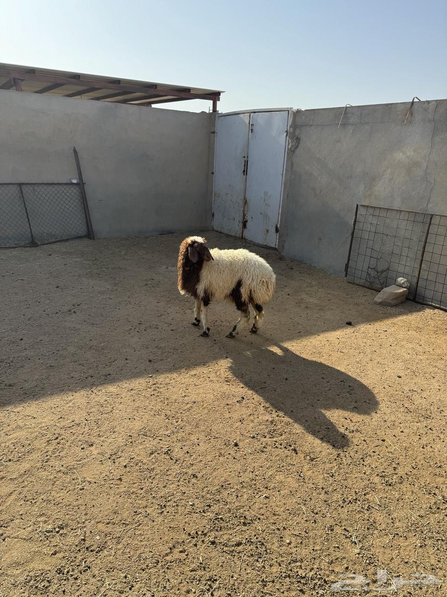 Naeimiyah date palm with a trunk closed in fat64395812041858111