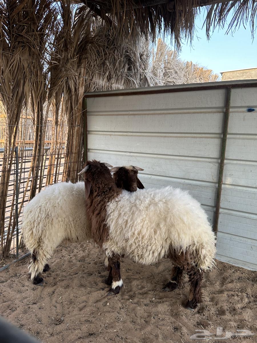 نعيم ذبايح للبيع64399842649729112